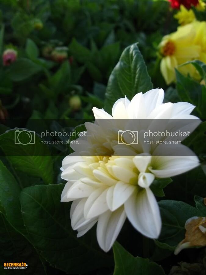 IMG_0921.jpg