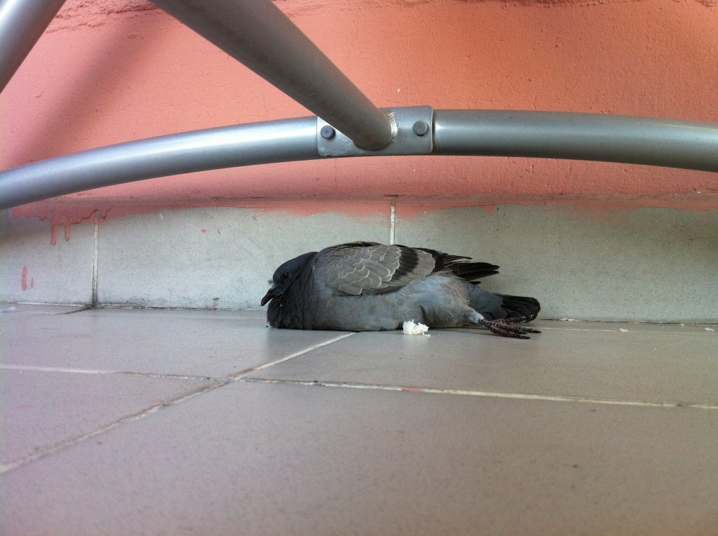 IMG_0978.JPG IMG_0978.JPG