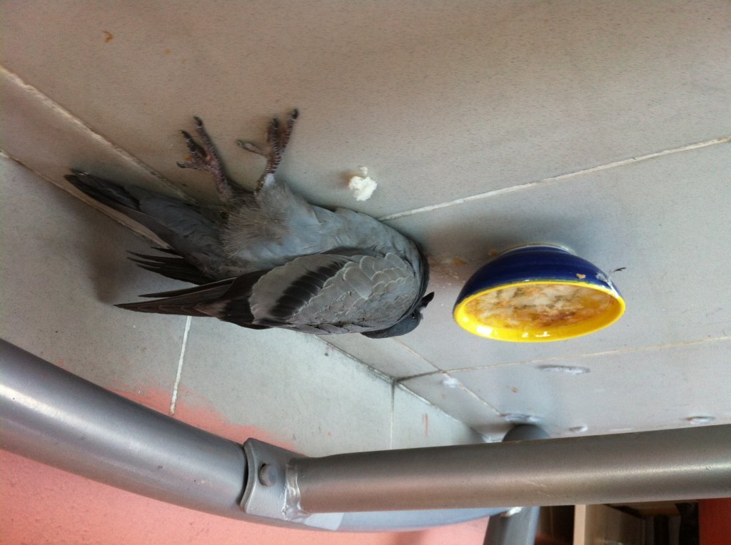 IMG_0981.JPG IMG_0981.JPG