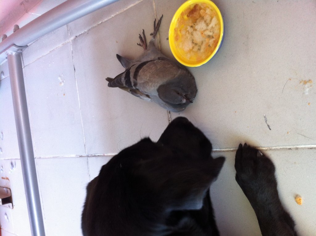 IMG_0984.JPG IMG_0984.JPG