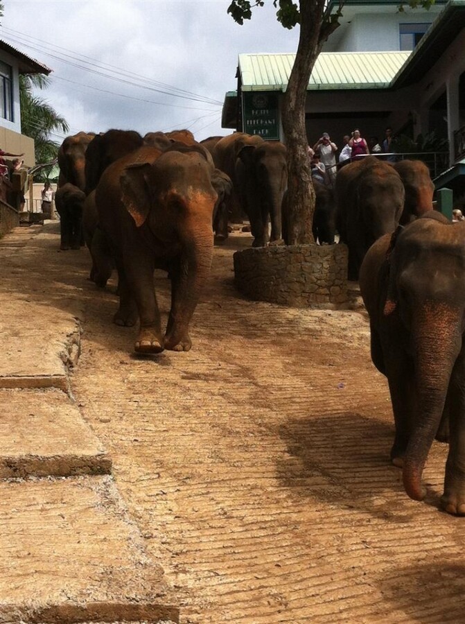 IMG_1433 (Large).JPG