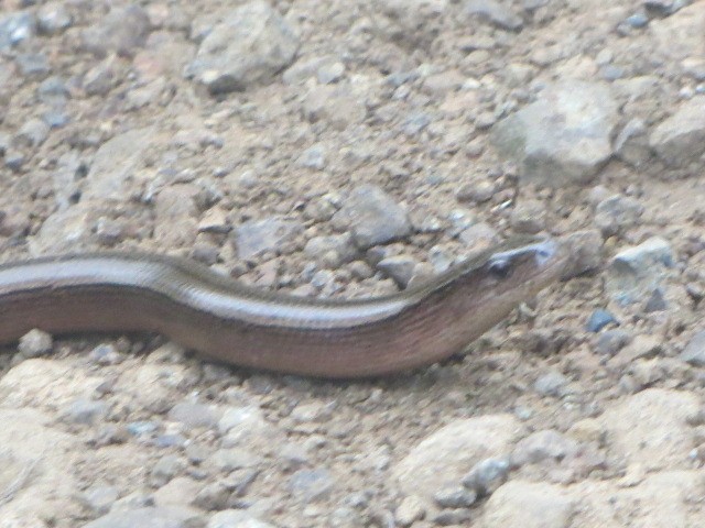 IMG_1438.JPG