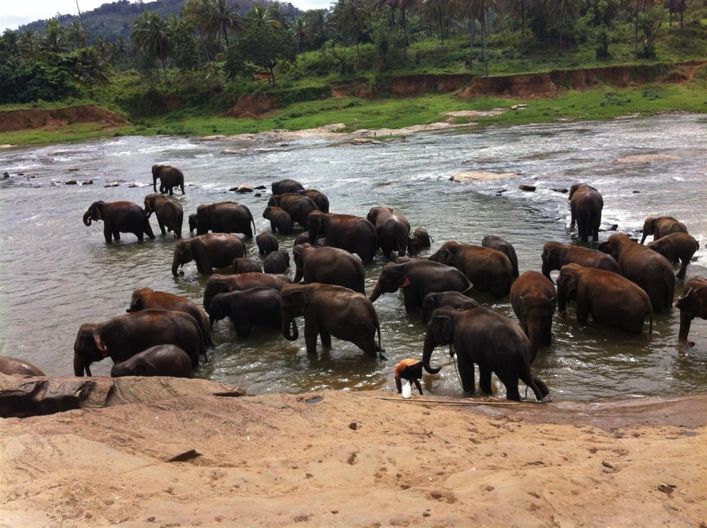 IMG_1444 (Large).JPG