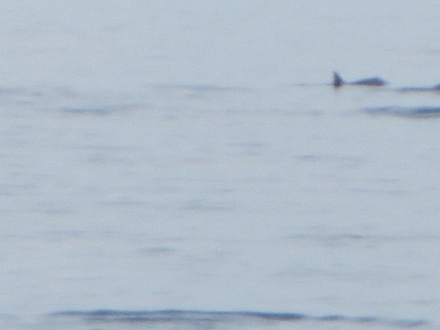 IMG_1689.JPG