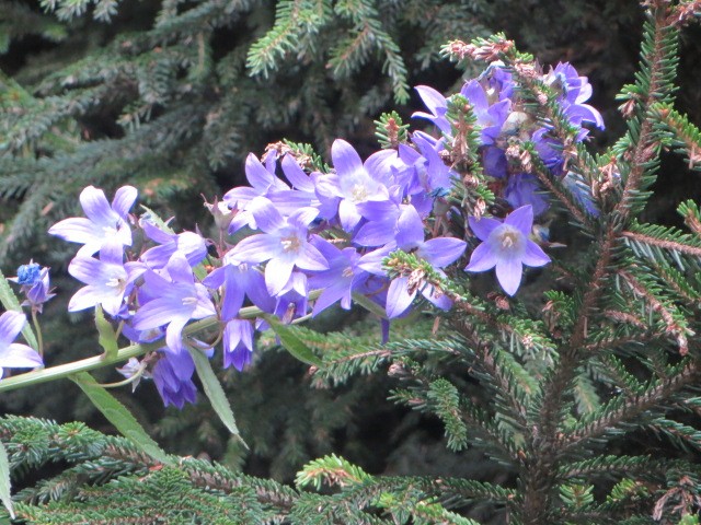 IMG_1713.JPG