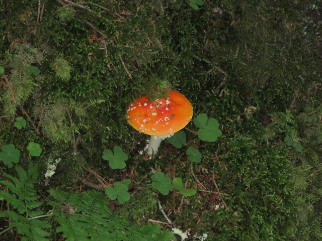 IMG_1750.JPG