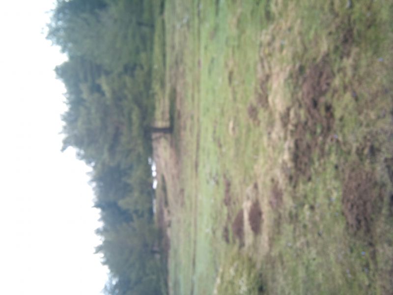 IMG_20110403_103245.jpg