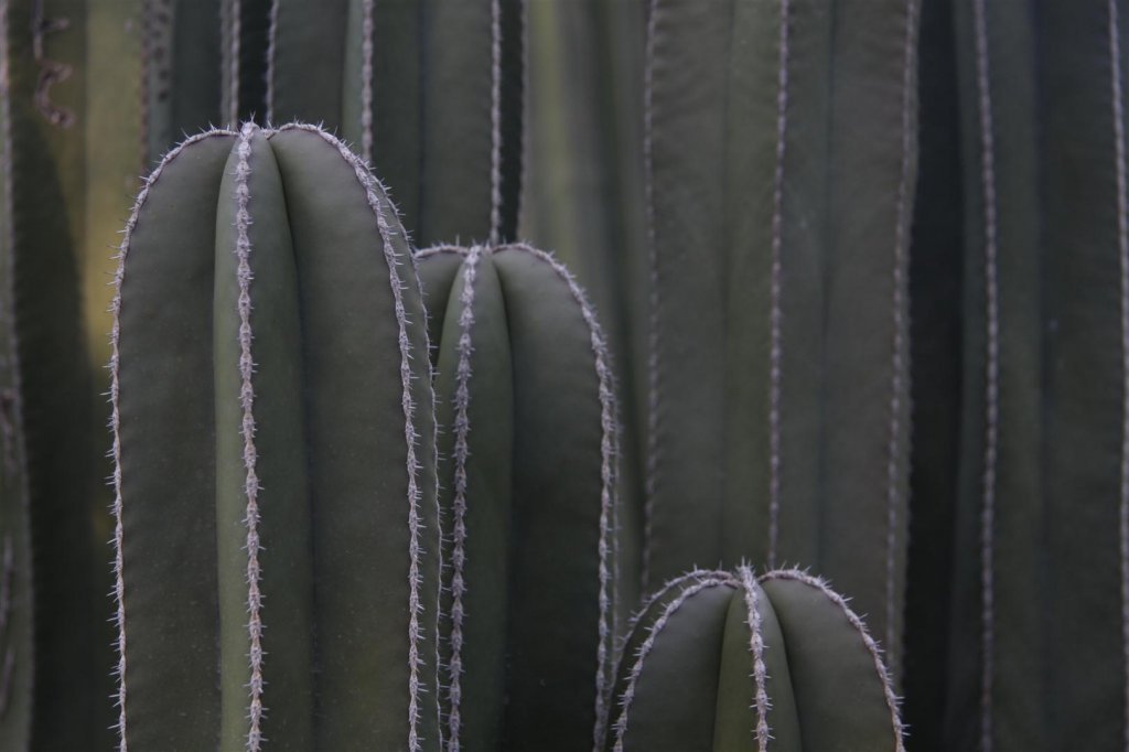 IMG_2216 (Large).JPG