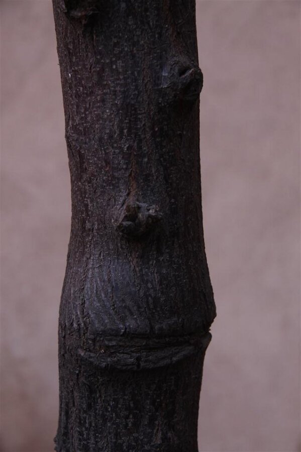 IMG_2284 (Large).JPG