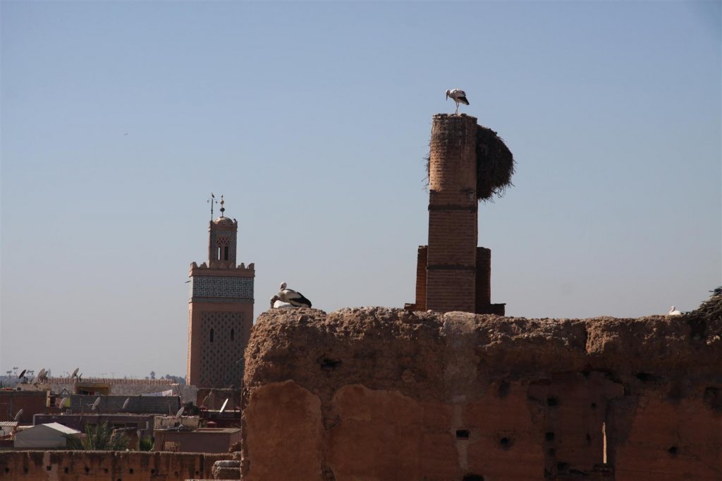 IMG_2500 (Large).JPG