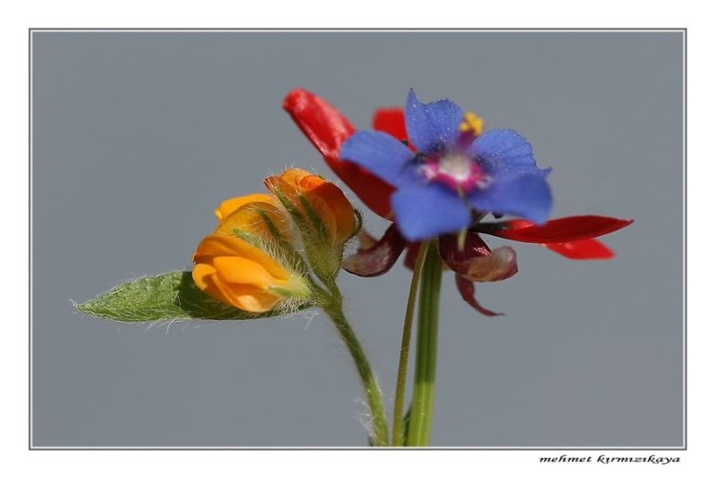 IMG_2991x8.jpg