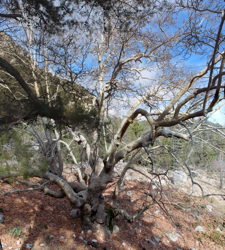 IMG_3575 BirleÃƒÂƒÃ‚Â…ÃƒÂ‚Ã‚ÂŸtirme (720x800).jpg