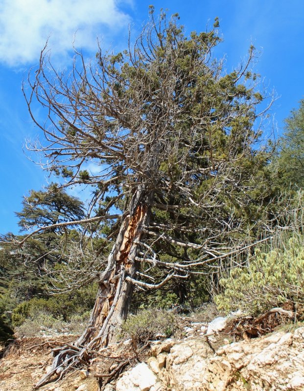 IMG_3598 (621x800).jpg