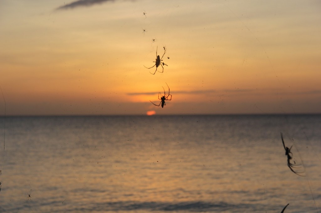 IMG_3615 (Large).JPG