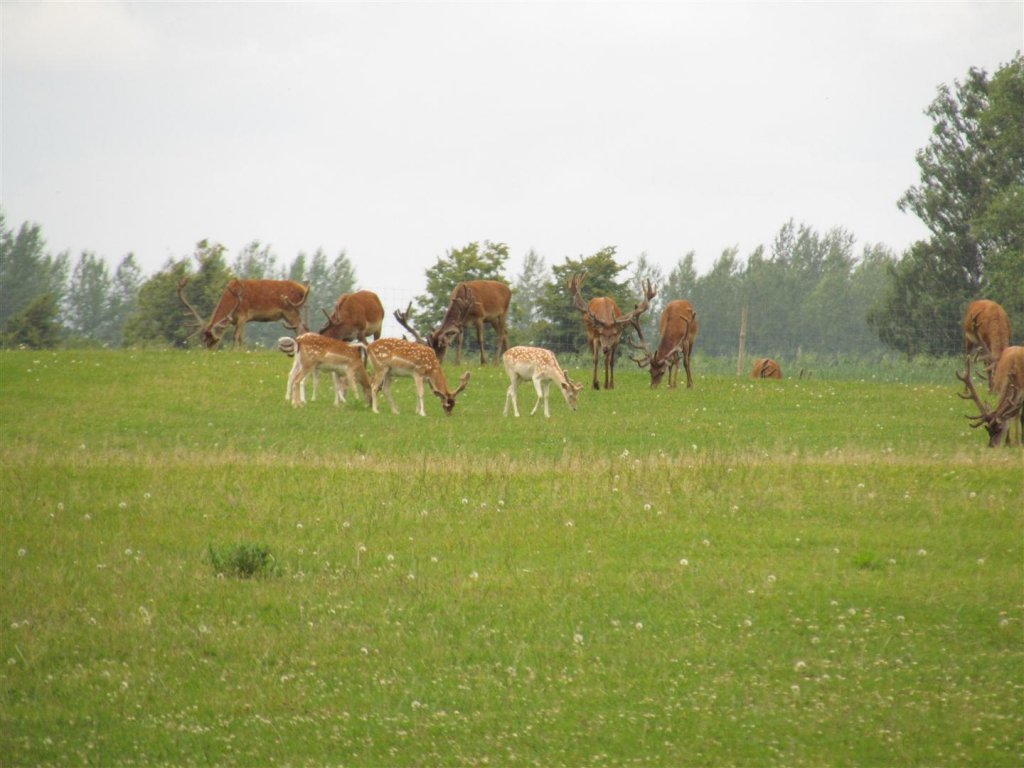 IMG_3635 (Large).jpg