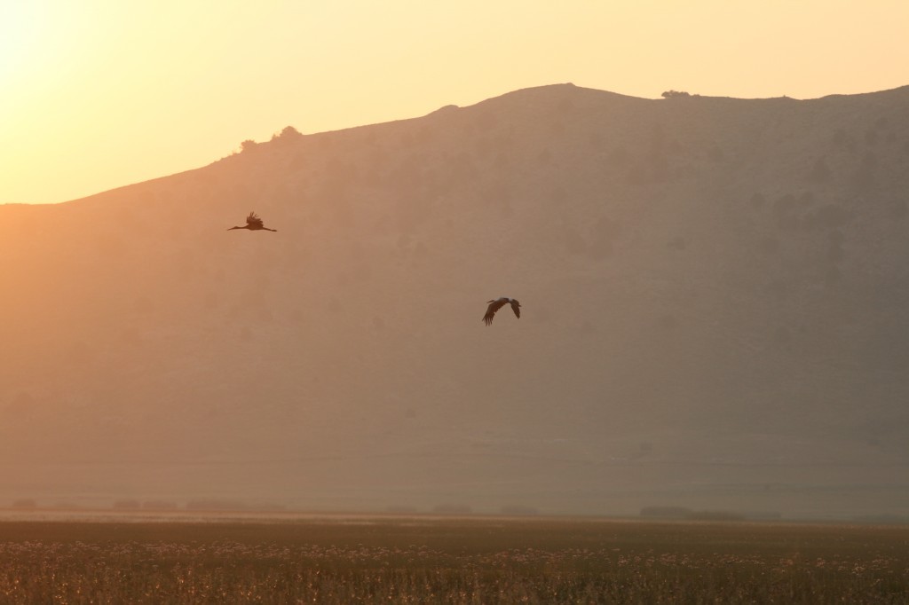 IMG_3726.JPG IMG_3726.JPG