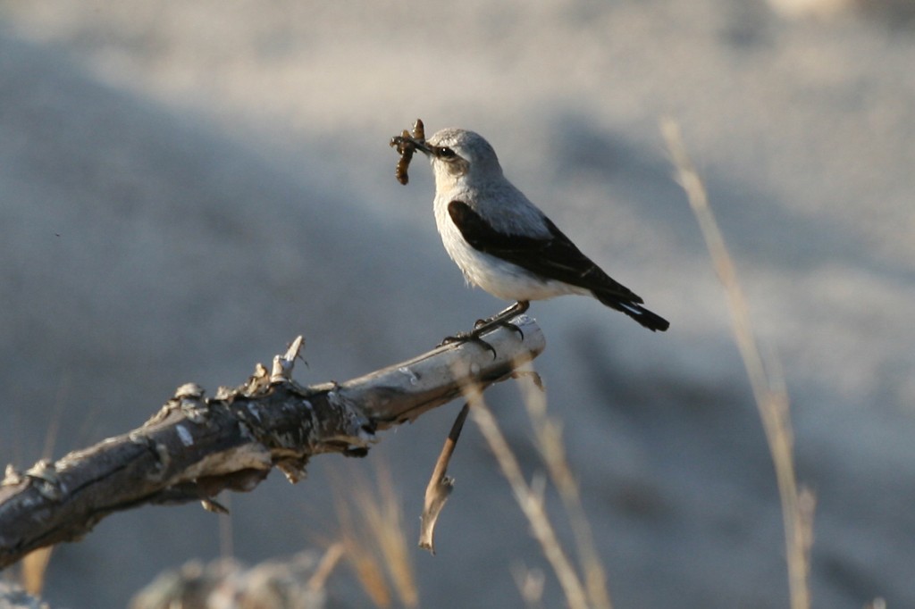 IMG_3799 - Kopya.JPG IMG_3799 - Kopya.JPG