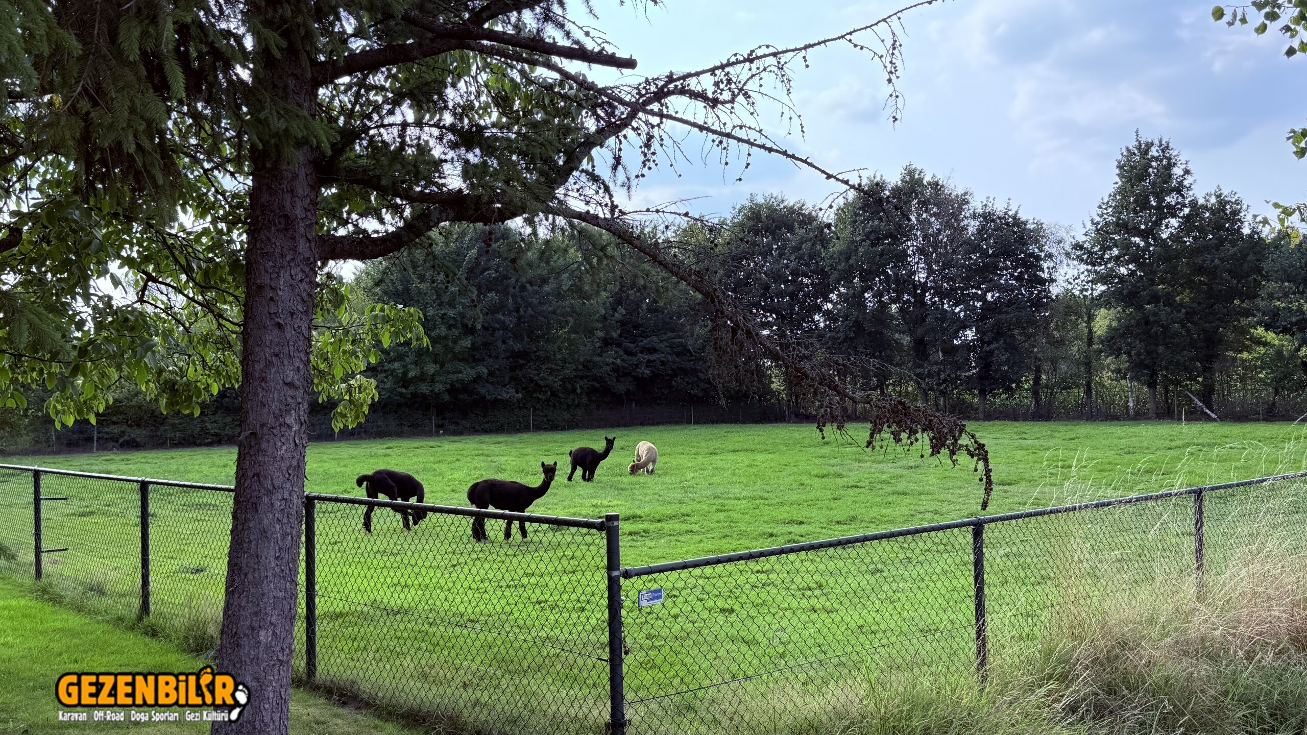 IMG_4862_Original.jpeg