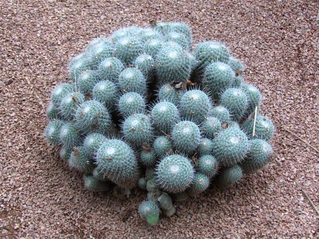 IMG_5531 (Large).JPG