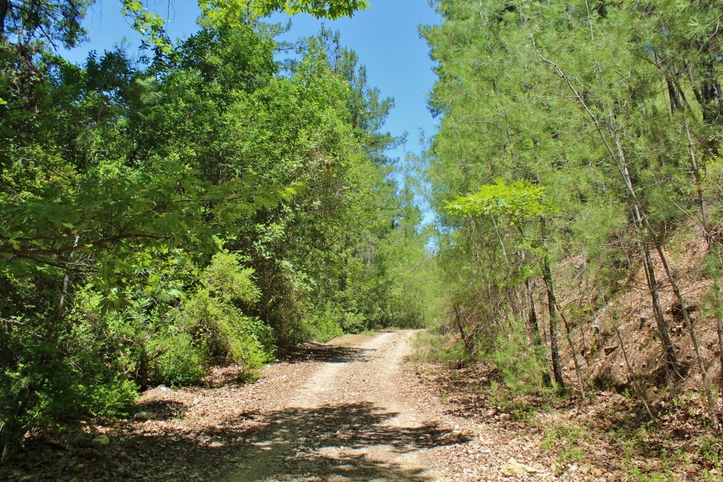 IMG_6969 (1024x683).jpg