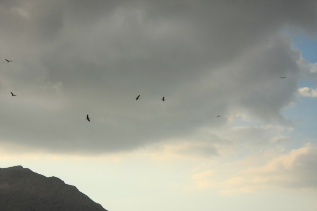 IMG_7348.JPG IMG_7348.JPG