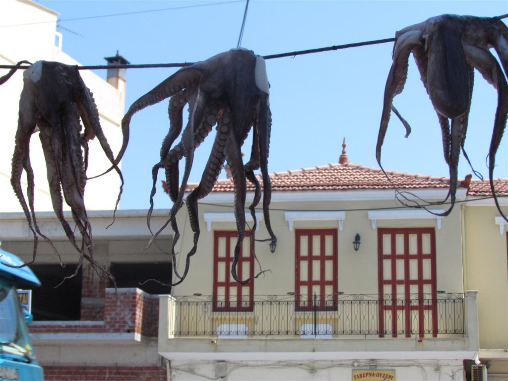 IMG_8171 (Large).JPG