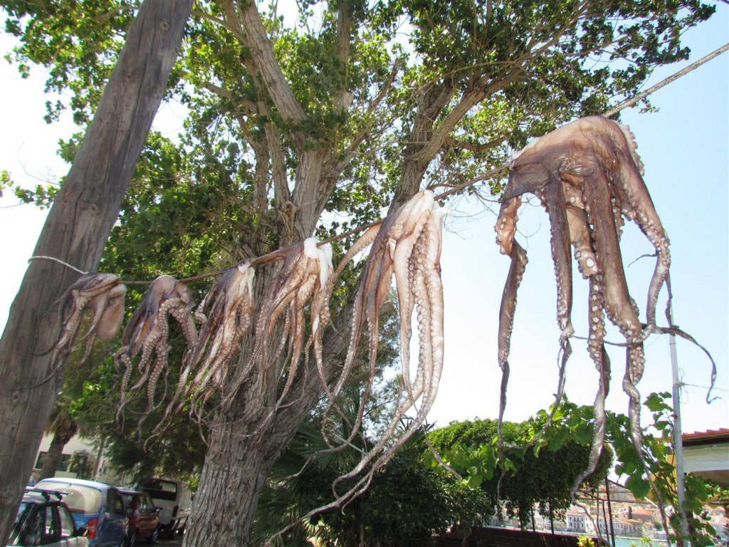 IMG_8177 (Large).JPG