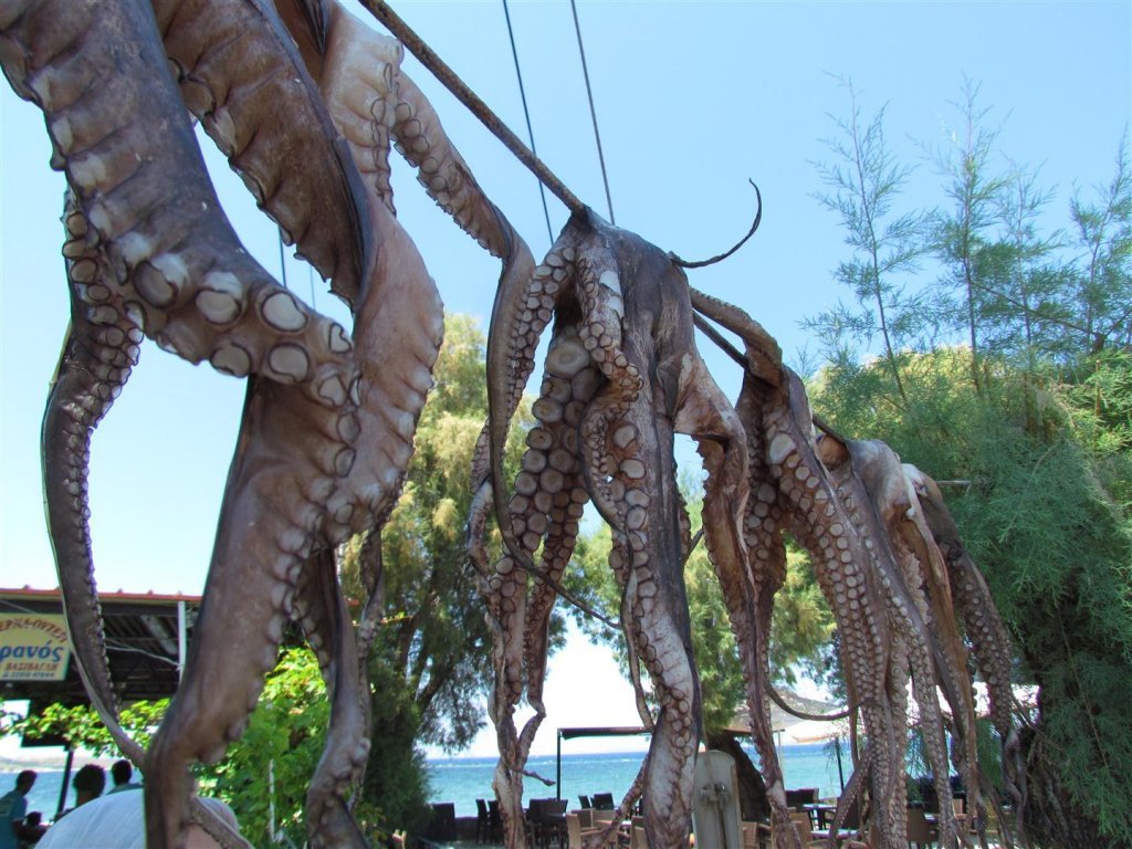 IMG_8181 (Large).JPG