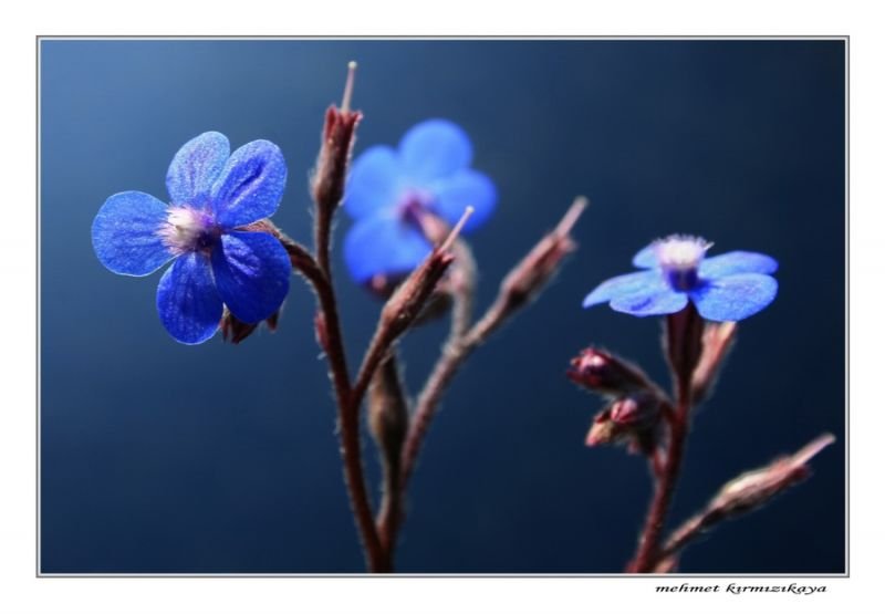 IMG_8814x8.jpg