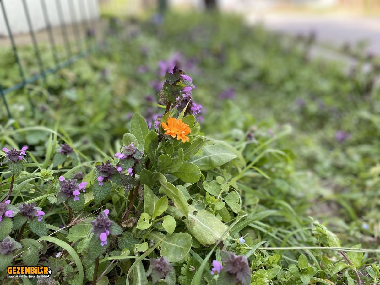 IMG_8937.JPG IMG_8937.JPG