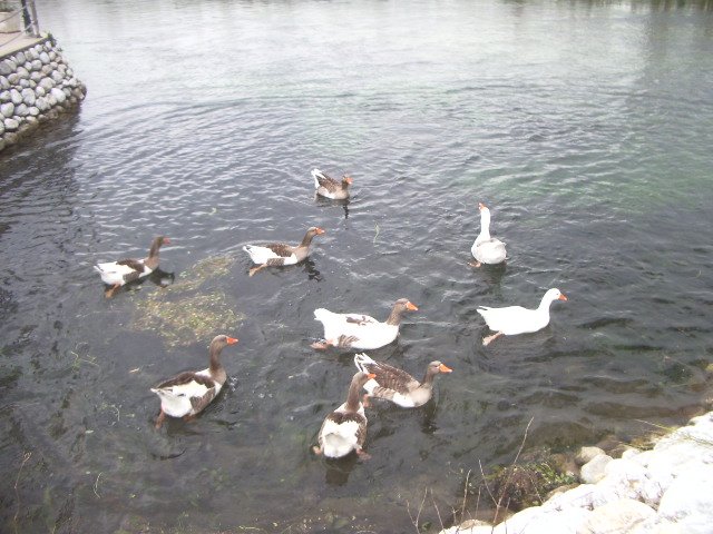 IMGP4794.JPG IMGP4794.JPG