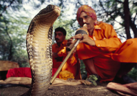 india_snake-charmer.jpg