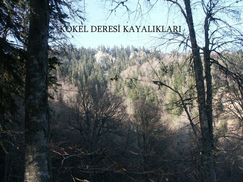 KÃƒÂƒÃ‚ÂƒÃƒÂ‚Ã‚Â–KEL DERESÃƒÂƒÃ‚Â„ÃƒÂ‚Ã‚Â°.jpg