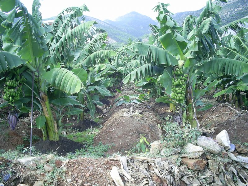 KALEDRAN YAKACIK379.jpg