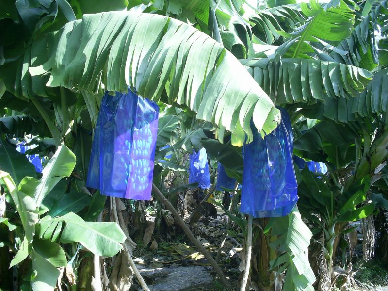 KALEDRAN YAKACIK386.jpg