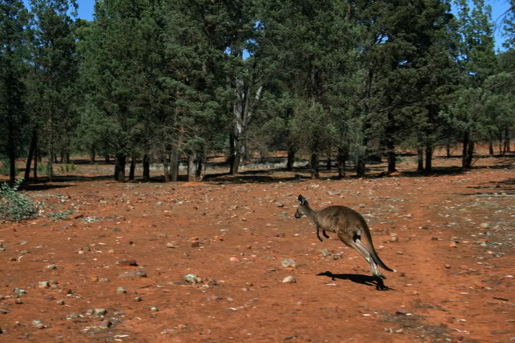 Kanguru2