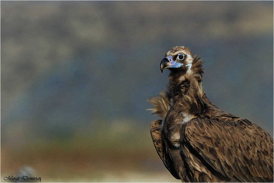 KARA AKBABA PORTRE-1.jpg