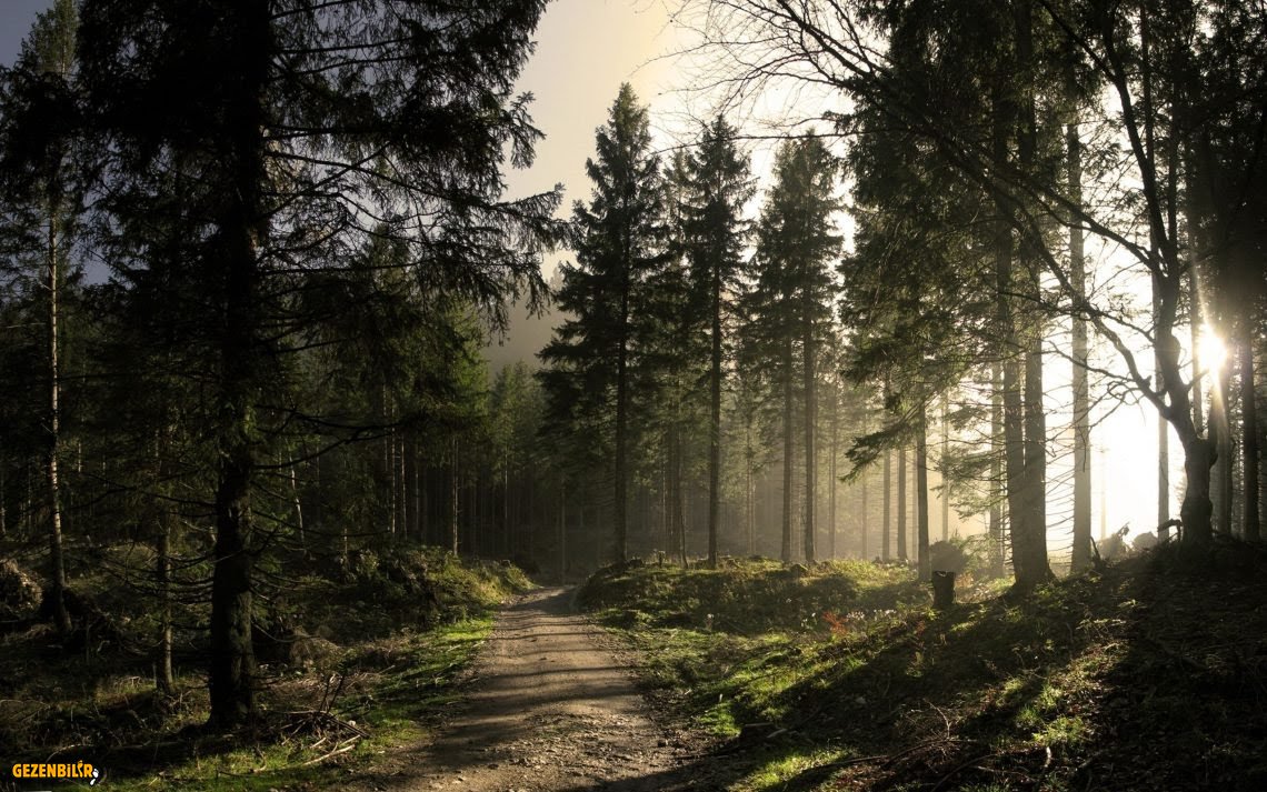 KARA ORMAN (10).jpeg