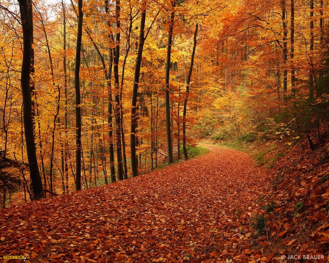 KARA ORMAN (13).jpeg