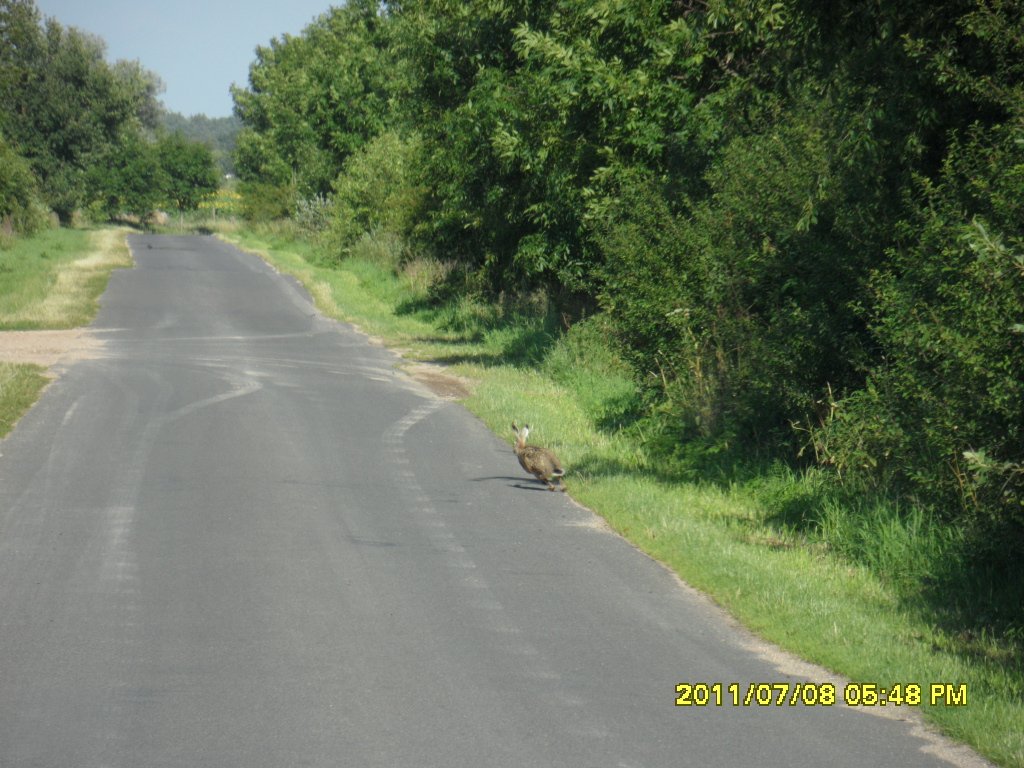 Karavanla 250 metre yaris yapti. Karsidan araba gelmese yarisa devam edecektik..JPG