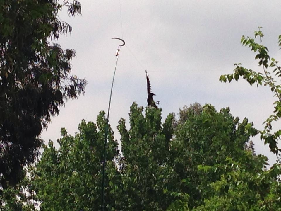 karga kurtarÃƒÂƒÃ‚Â„ÃƒÂ‚Ã‚Â±lÃƒÂƒÃ‚Â„ÃƒÂ‚Ã‚Â±ÃƒÂƒÃ‚Â…ÃƒÂ‚Ã‚ÂŸÃƒÂƒÃ‚Â„ÃƒÂ‚Ã‚Â±1.jpg