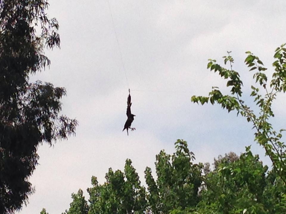 karga kurtarÃƒÂƒÃ‚Â„ÃƒÂ‚Ã‚Â±lÃƒÂƒÃ‚Â„ÃƒÂ‚Ã‚Â±ÃƒÂƒÃ‚Â…ÃƒÂ‚Ã‚ÂŸÃƒÂƒÃ‚Â„ÃƒÂ‚Ã‚Â±.jpg