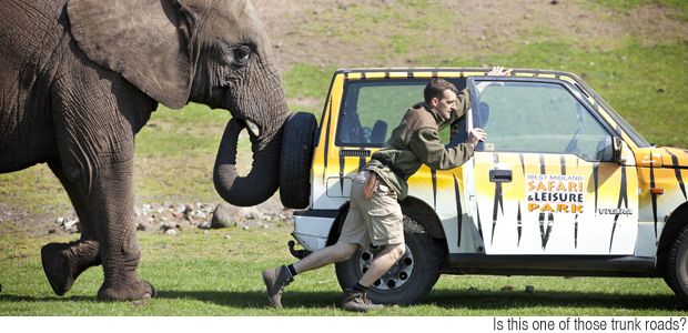 KF 0013 elephant1.jpg