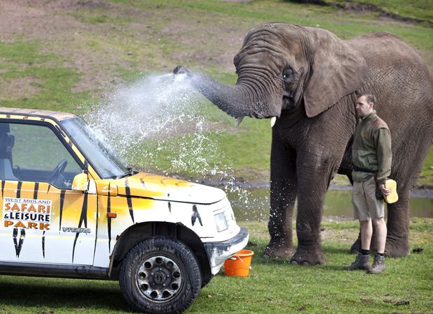 KF 0014 elephant2.jpg