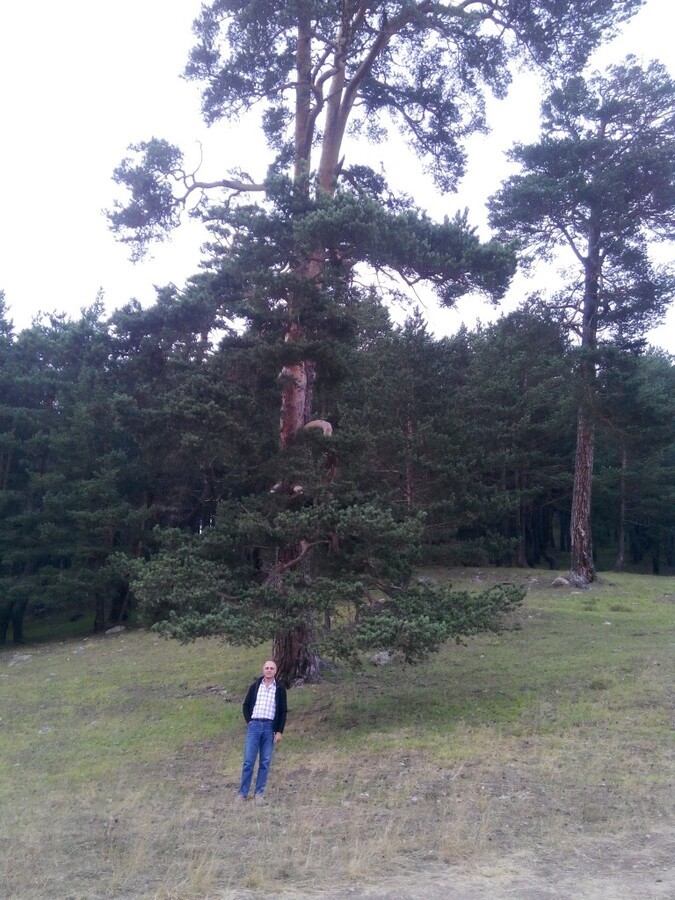 koyulhisar eÃƒÂƒÃ‚Â„ÃƒÂ‚Ã‚ÂŸri ÃƒÂƒÃ‚ÂƒÃƒÂ‚Ã‚Â§imen yaylasÃƒÂƒÃ‚Â„ÃƒÂ‚Ã‚Â±... (9).jpg