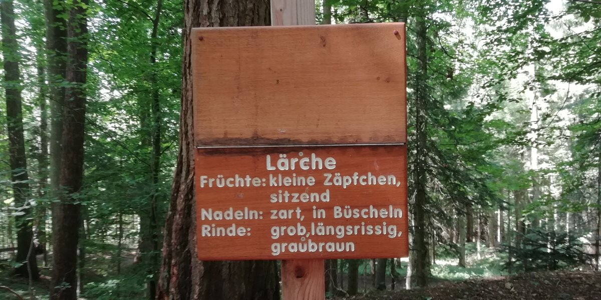 Lärche 1.jpg