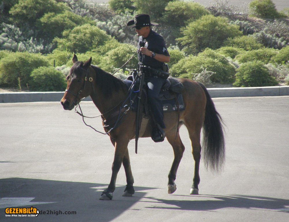 lapd_mounted_2.jpg