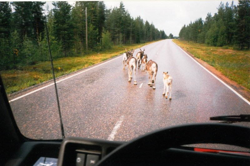 Laplan da geyikler.jpg