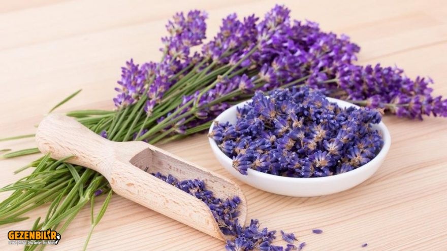 Lavander.jpg Lavander.jpg