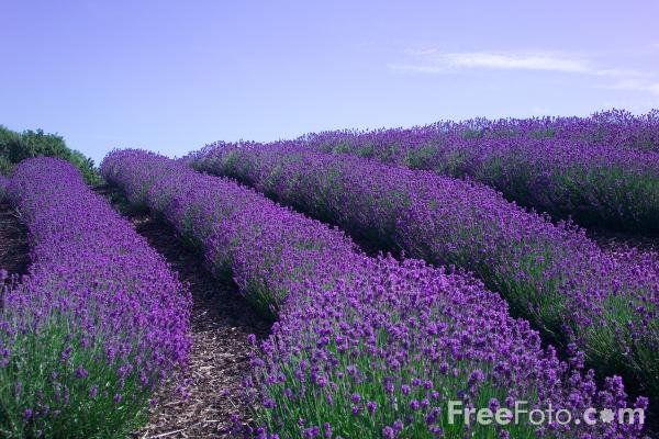 Lavender.jpg